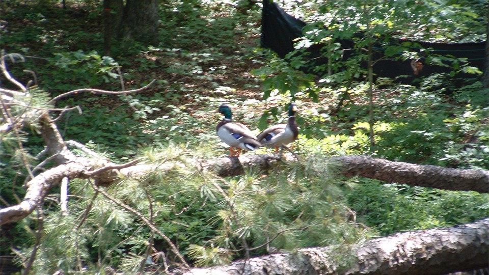                Ducks